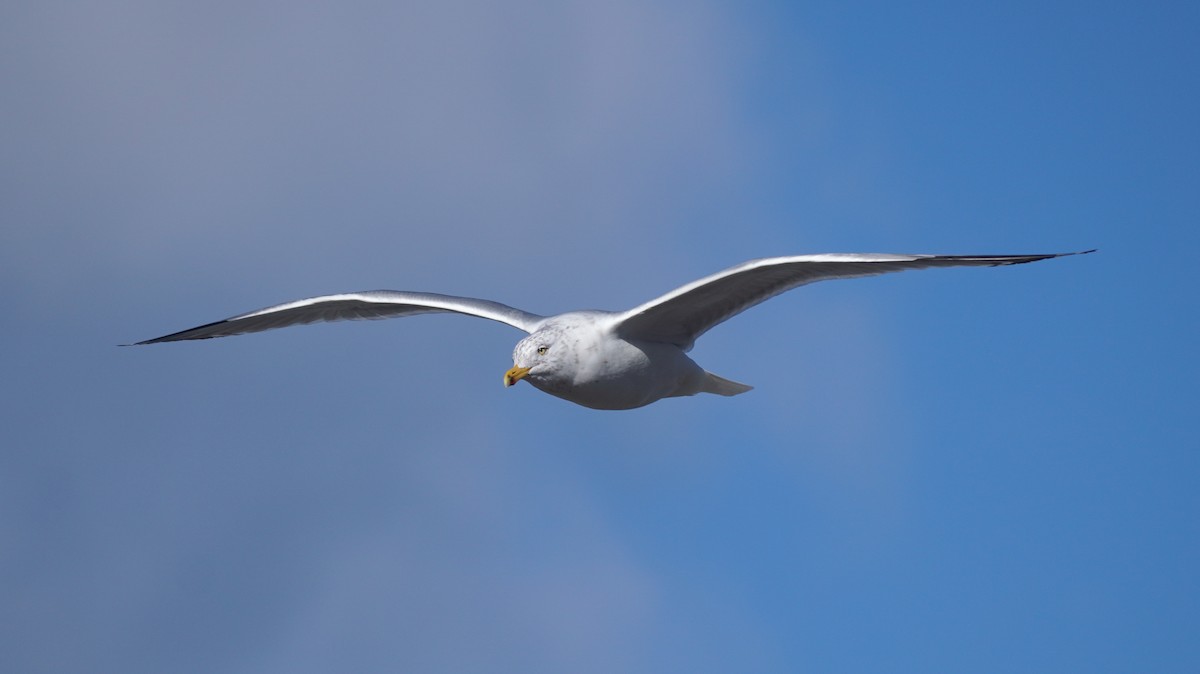 Herring Gull - ML615093681