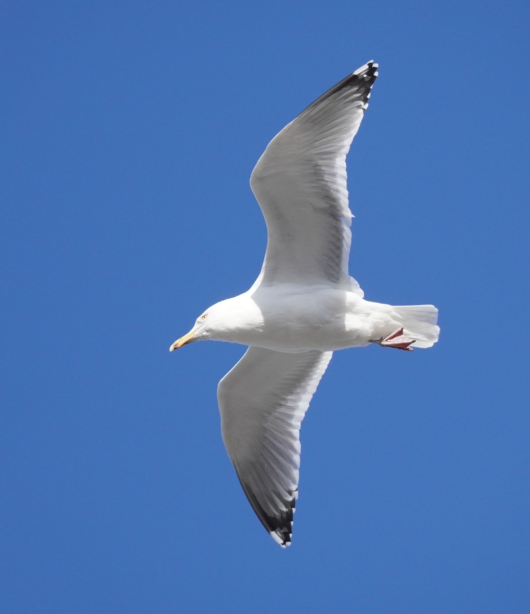 Herring Gull - Sarah Foote