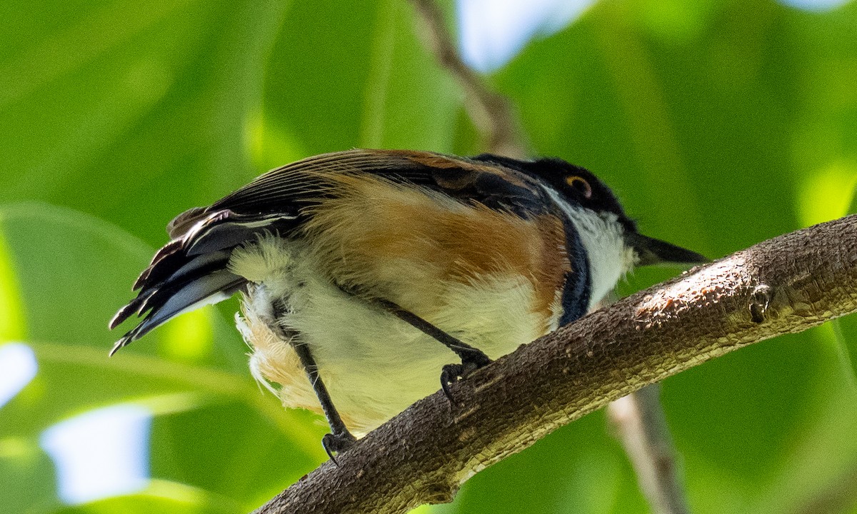 ムナグロセワタビタキ（capensis） - ML615093709