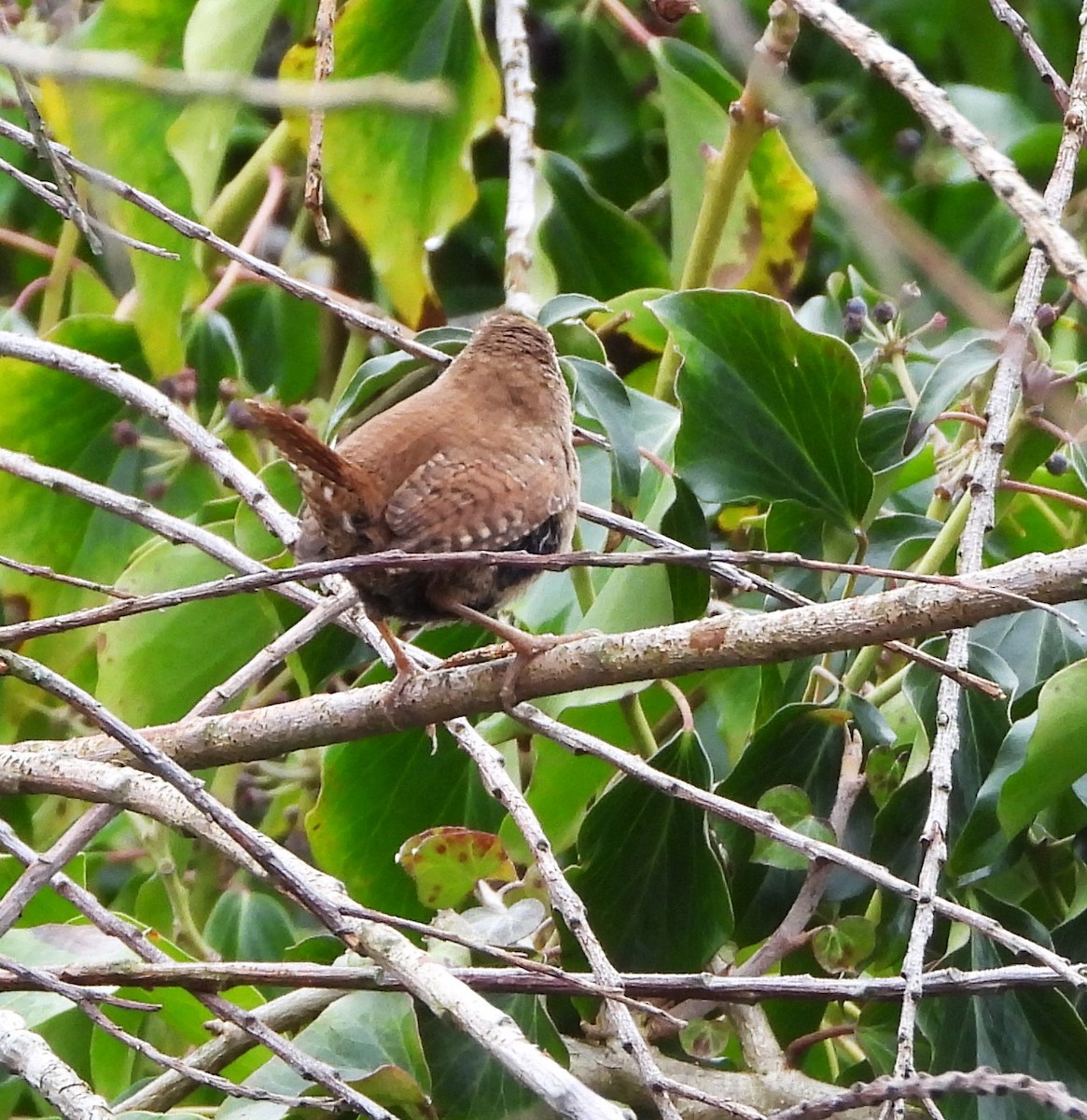 Eurasian Wren - ML615093718