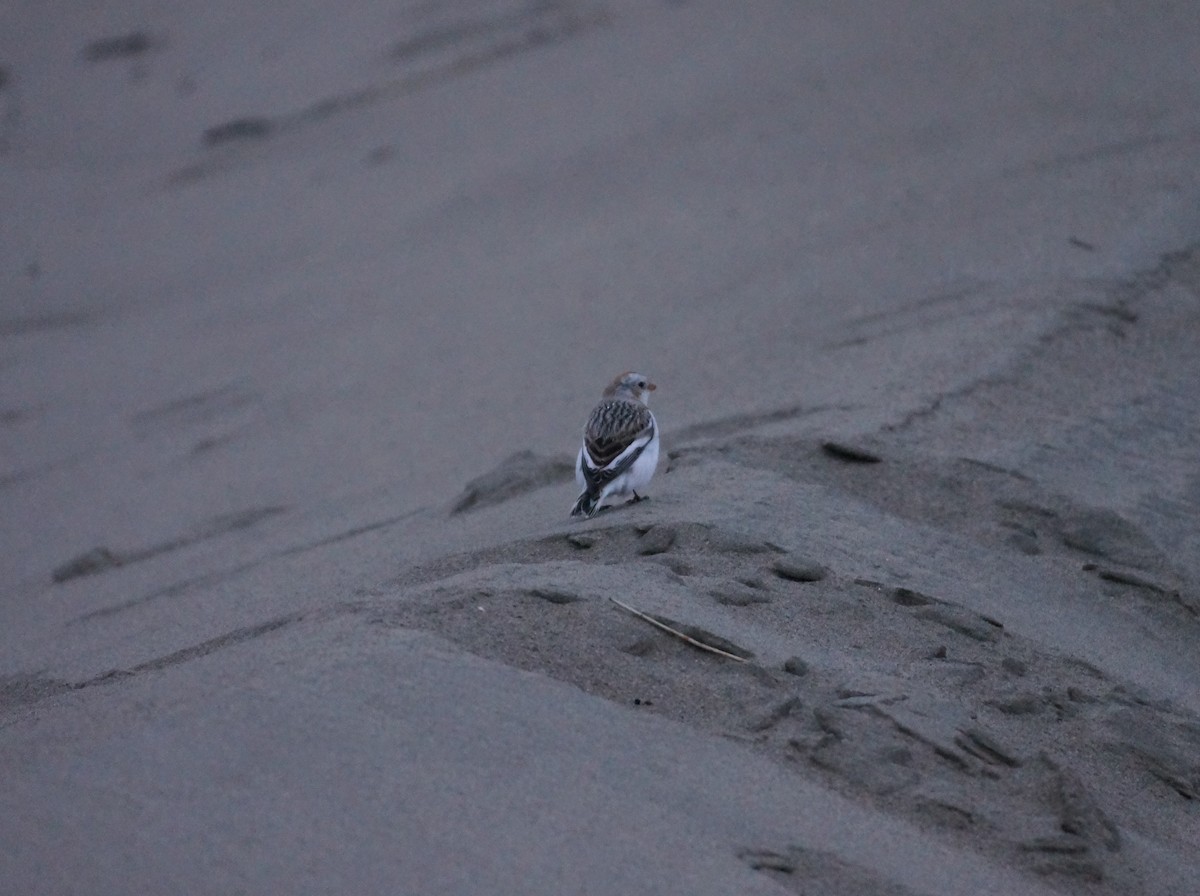 Snow Bunting - ML615093734