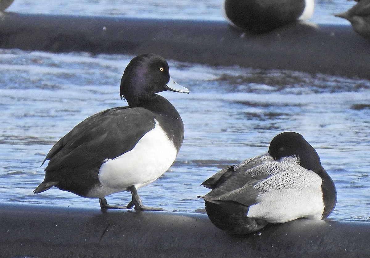 Tufted Duck - Krista Kaptein