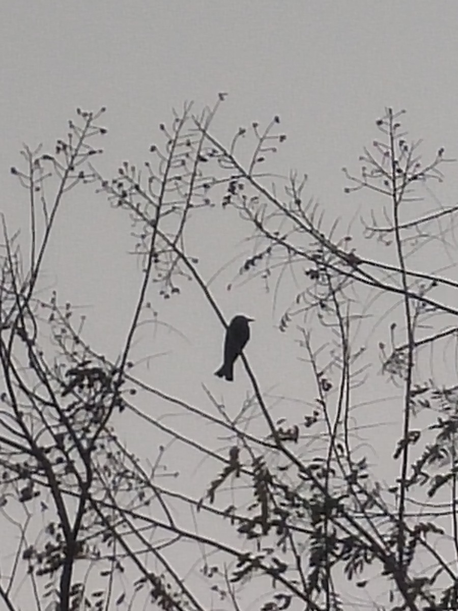 Hair-crested Drongo - Aaryan bhalla