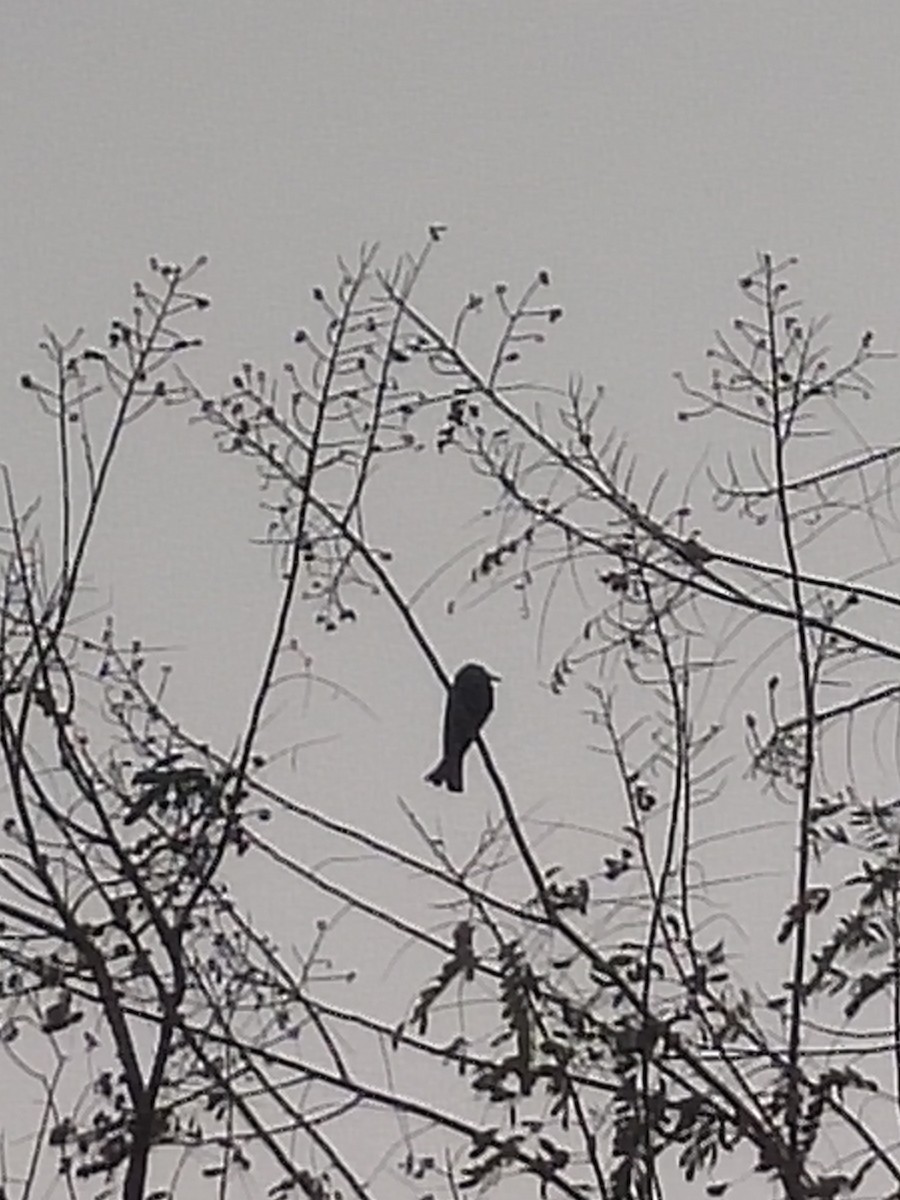 Hair-crested Drongo - Aaryan bhalla