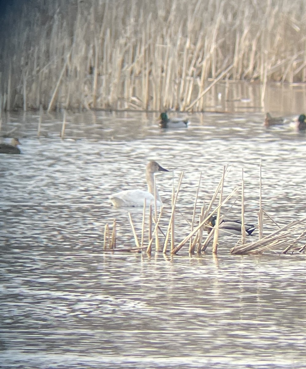 Tundra Swan - ML615093860