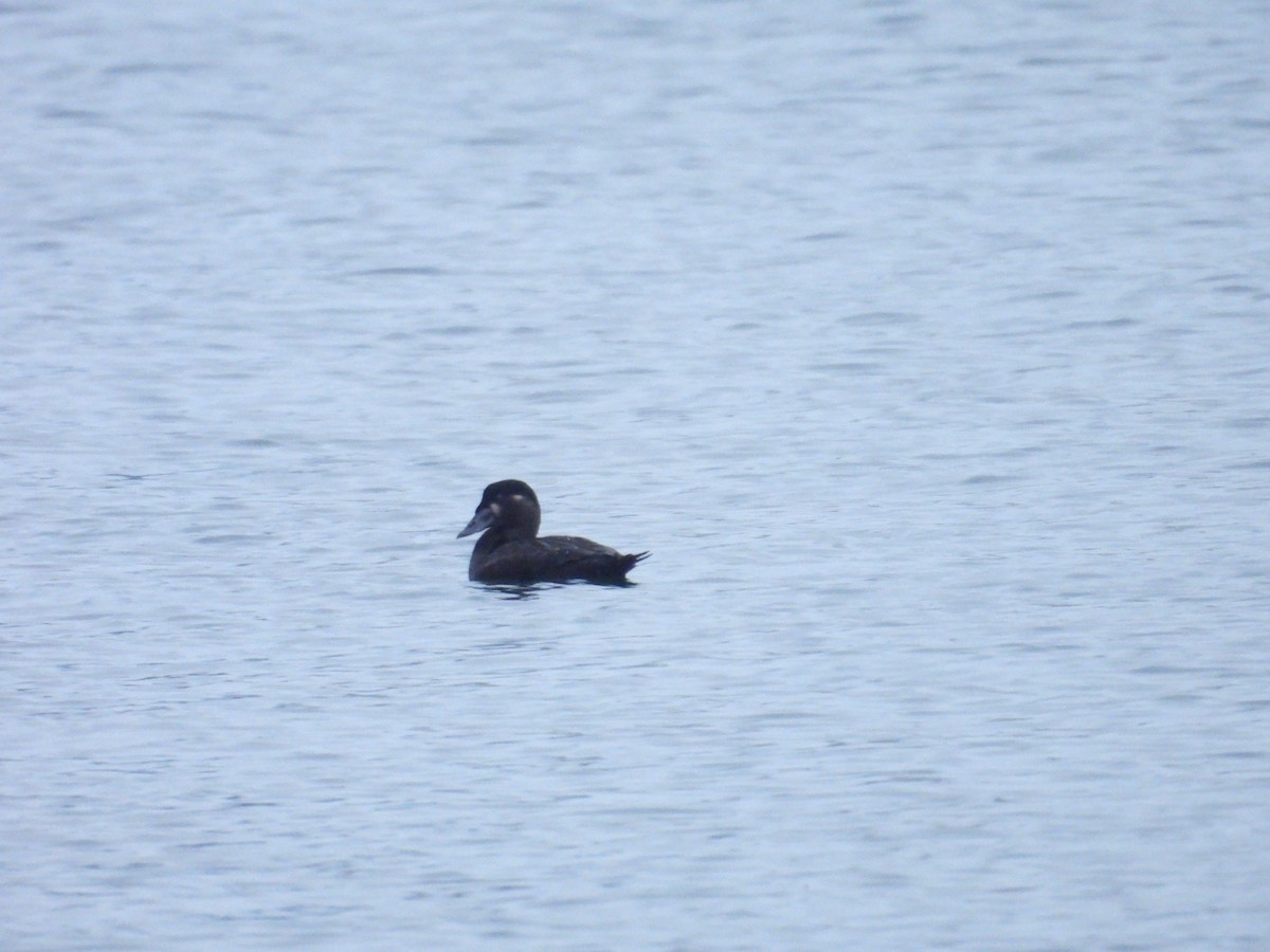 Surf Scoter - ML615093887