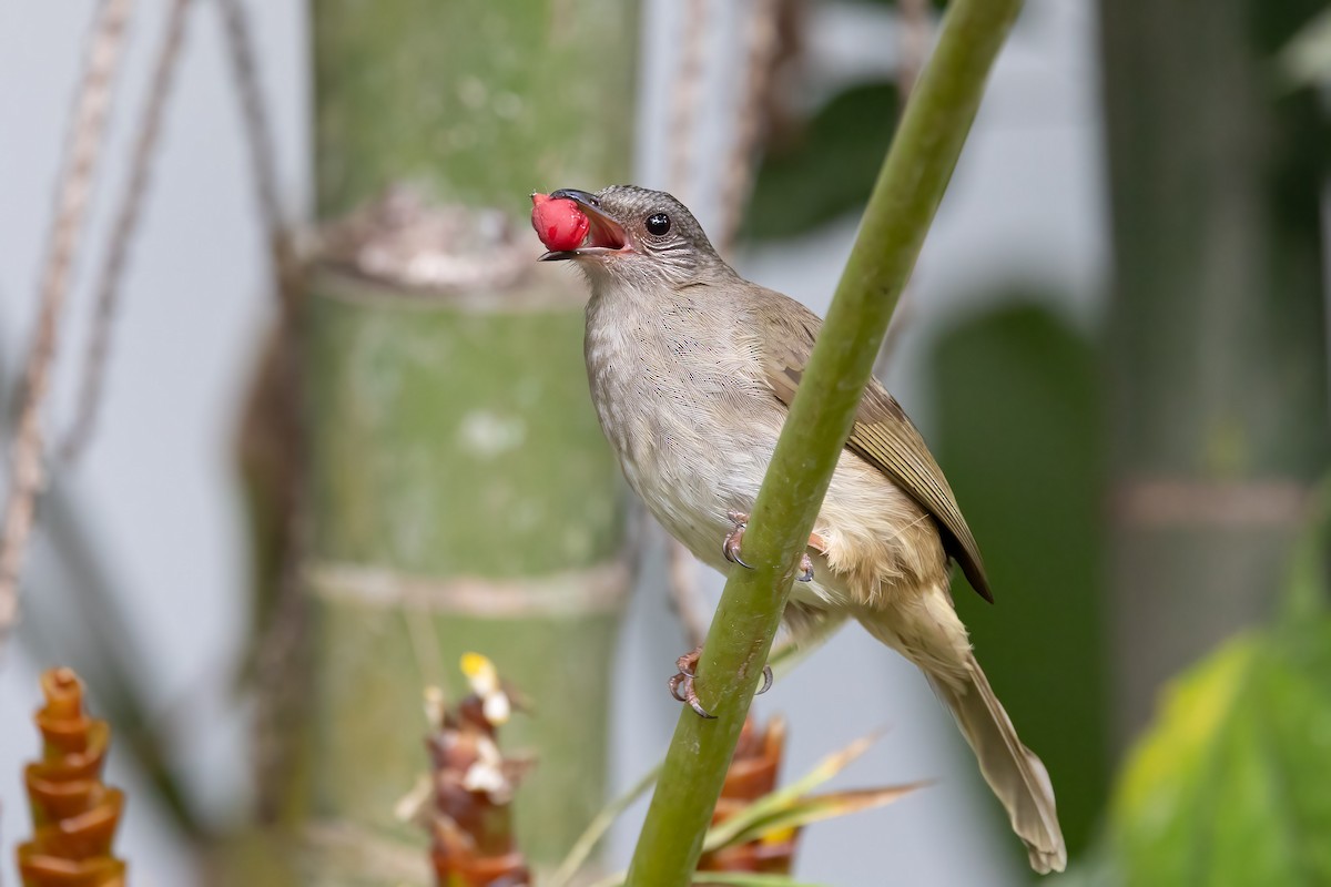 Ashy-fronted Bulbul - Harald Dahlby