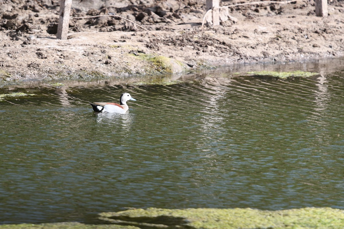 Pato Acollarado - ML615093912