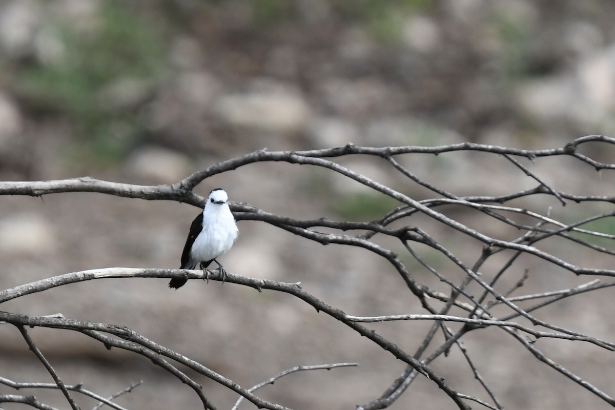 Black-backed Water-Tyrant - ML615093971