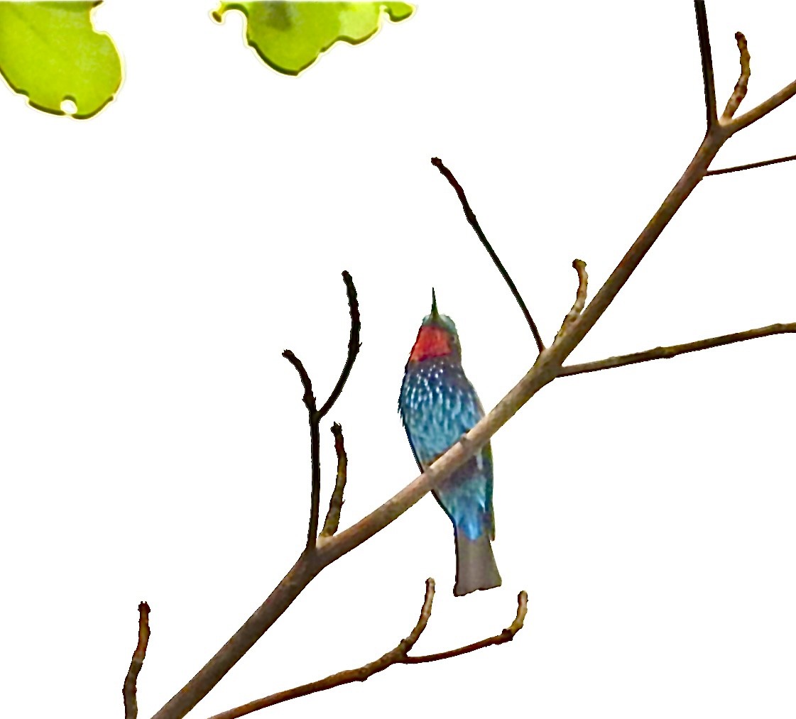 Black Bee-eater - Sheryl Gracewski