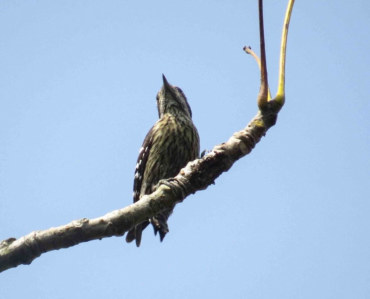 Gray-capped Pygmy Woodpecker - Dipak  Sinha