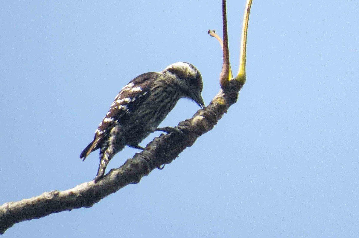 Gray-capped Pygmy Woodpecker - Dipak  Sinha