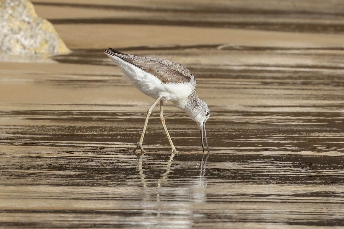 Common Greenshank - ML615094026