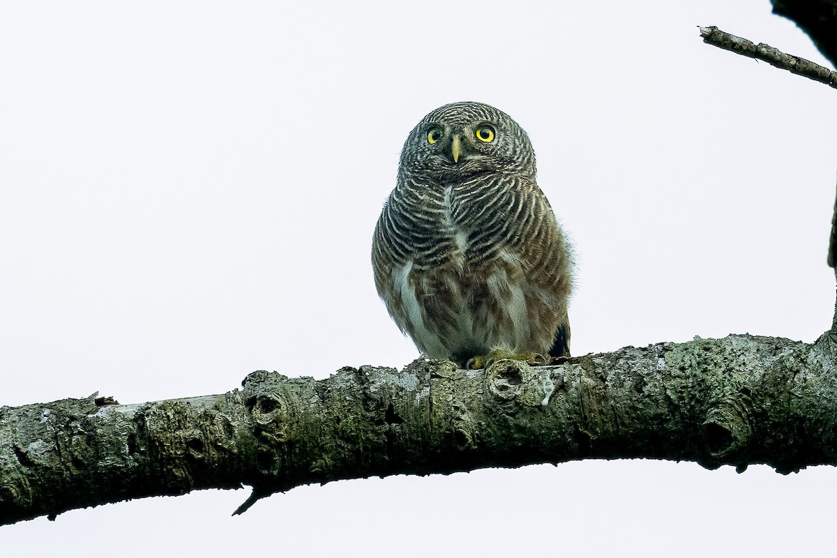 Asian Barred Owlet - ML615094039