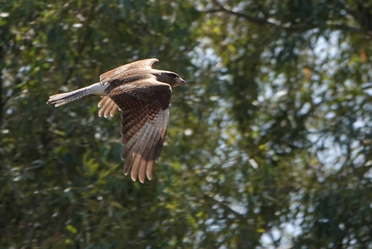 Caracara chimango - ML615094048