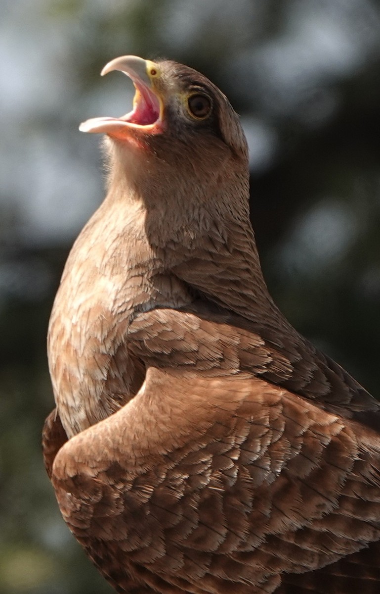 Chimango Caracara - Michele Reyes