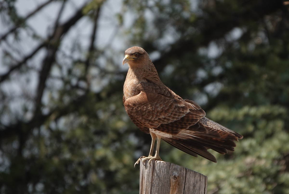 Chimango Caracara - ML615094053