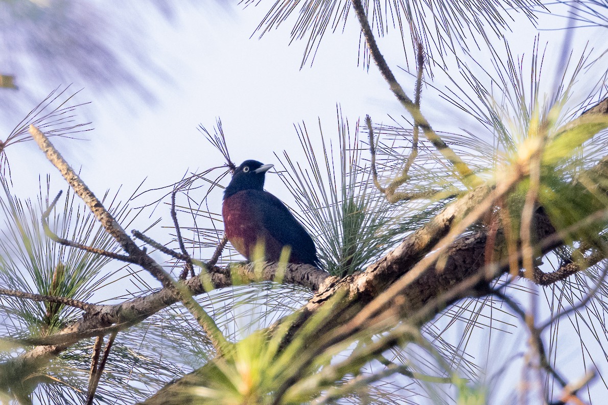 Maroon Oriole - ML615094071
