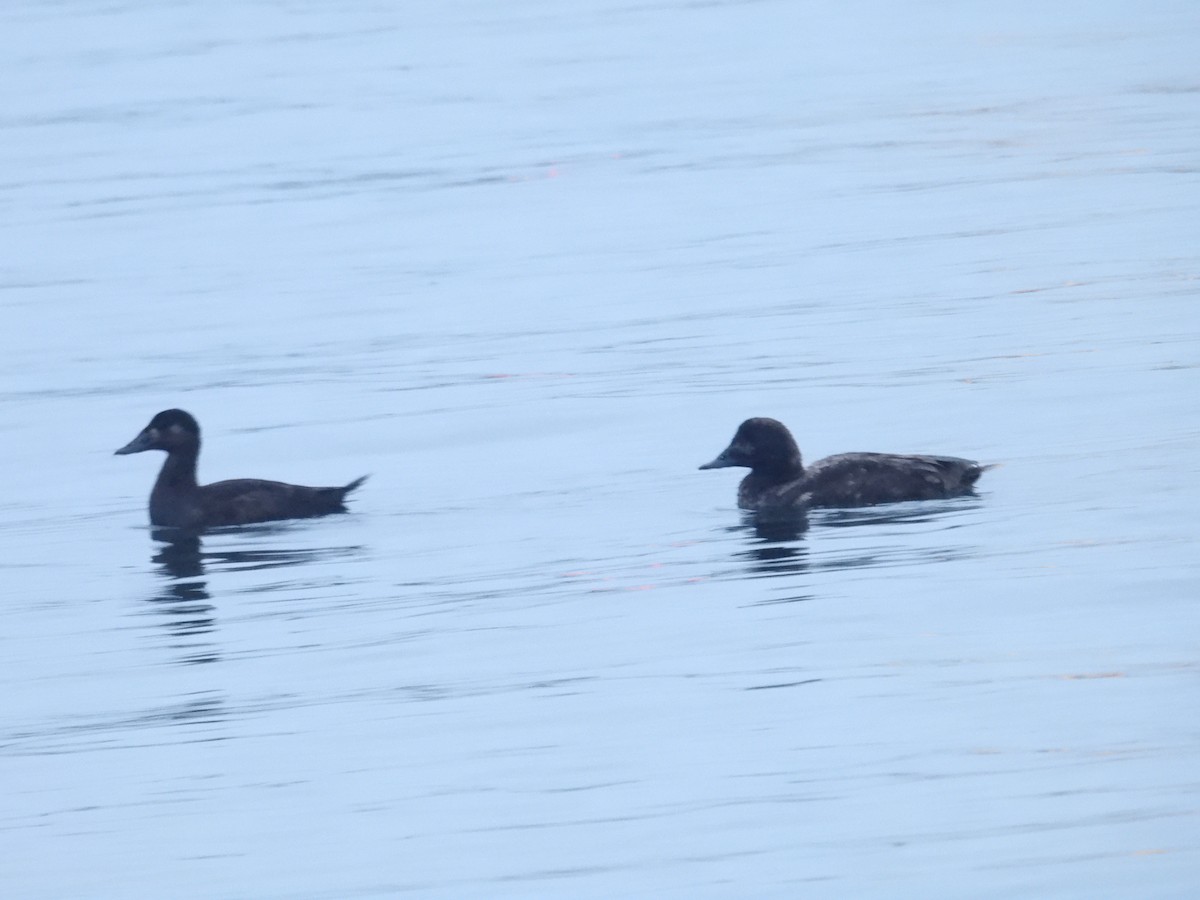 White-winged Scoter - ML615094074