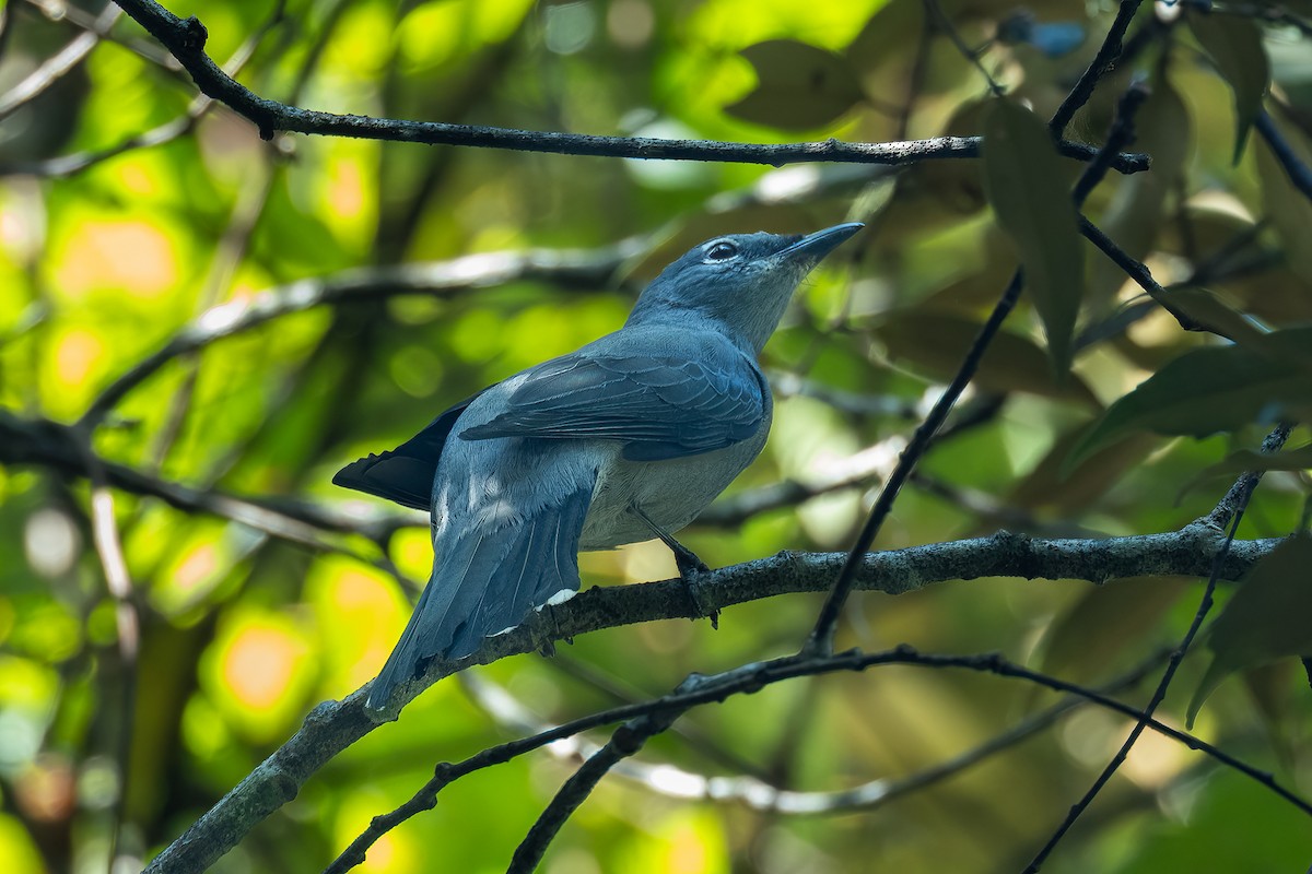 Indochinese Cuckooshrike - Francesco Veronesi