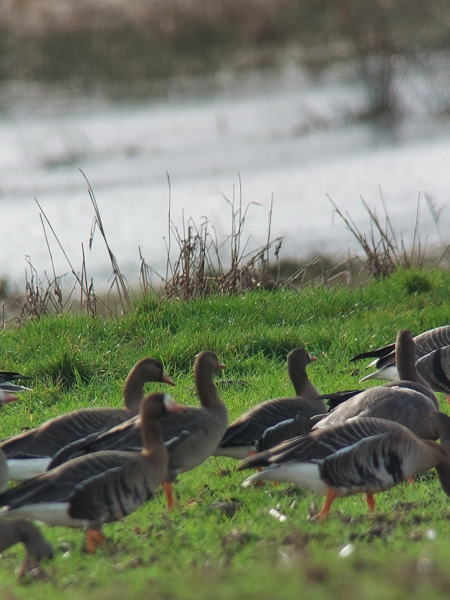 Lesser White-fronted Goose - Dale Auchinleck