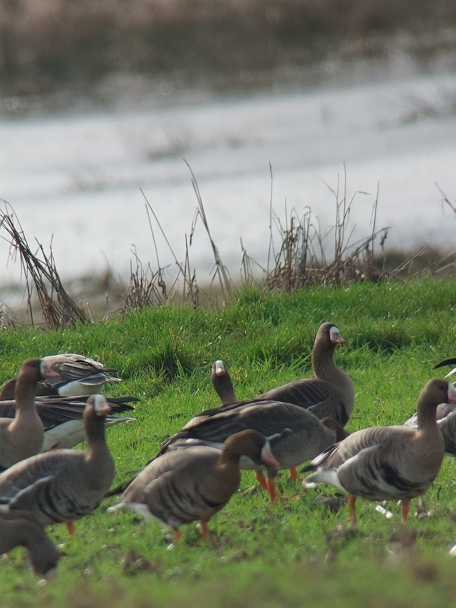 Lesser White-fronted Goose - Dale Auchinleck