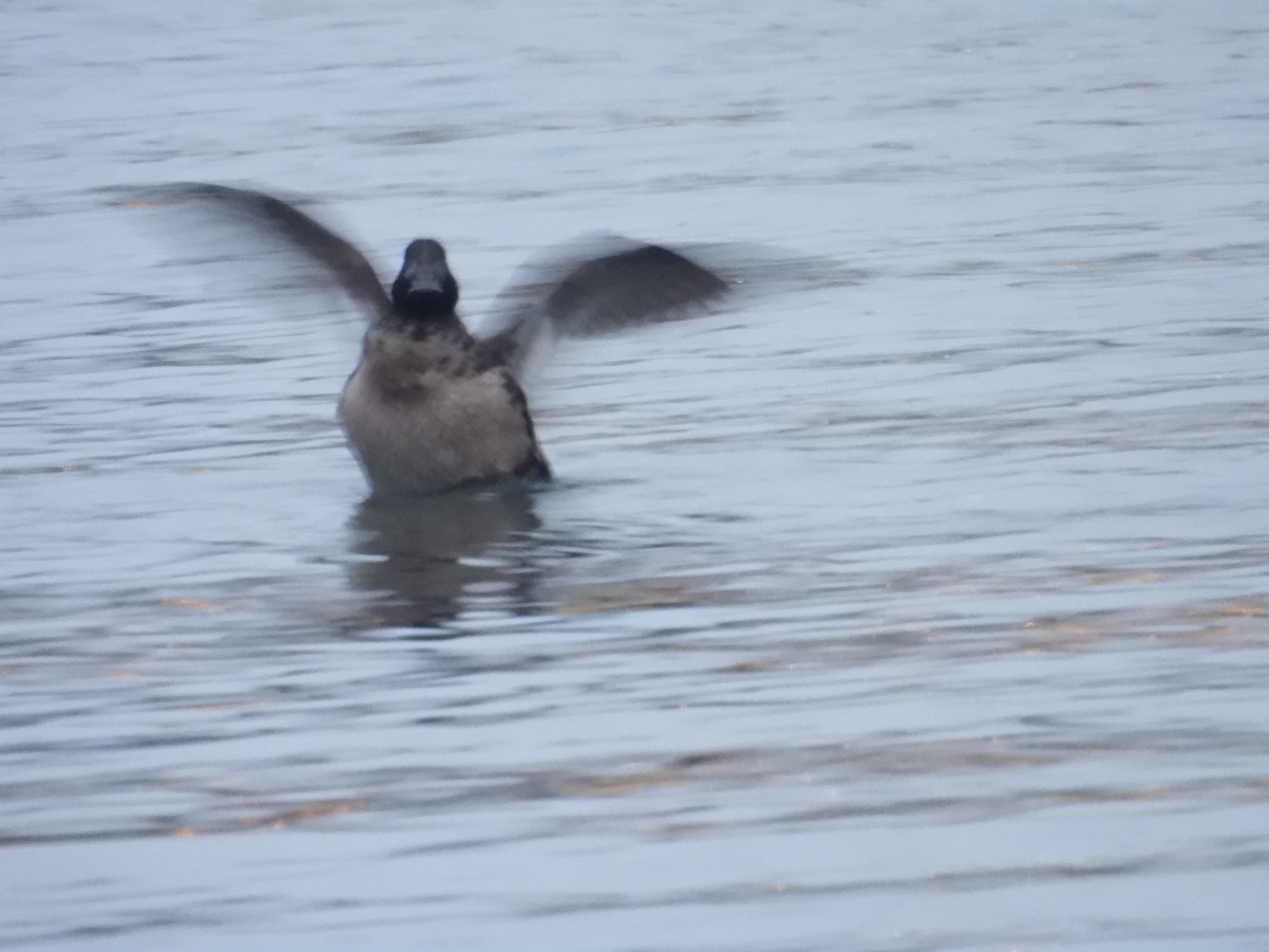 White-winged Scoter - Juan Ramírez