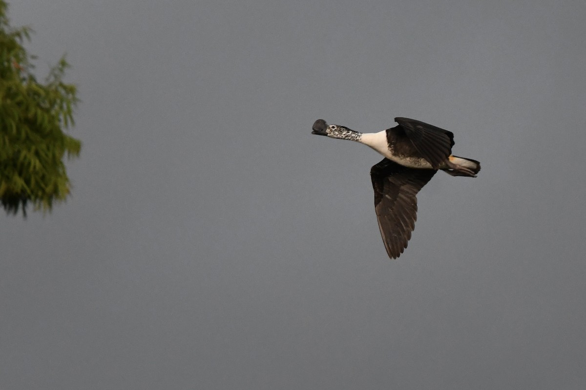 Comb Duck - amaya bechler