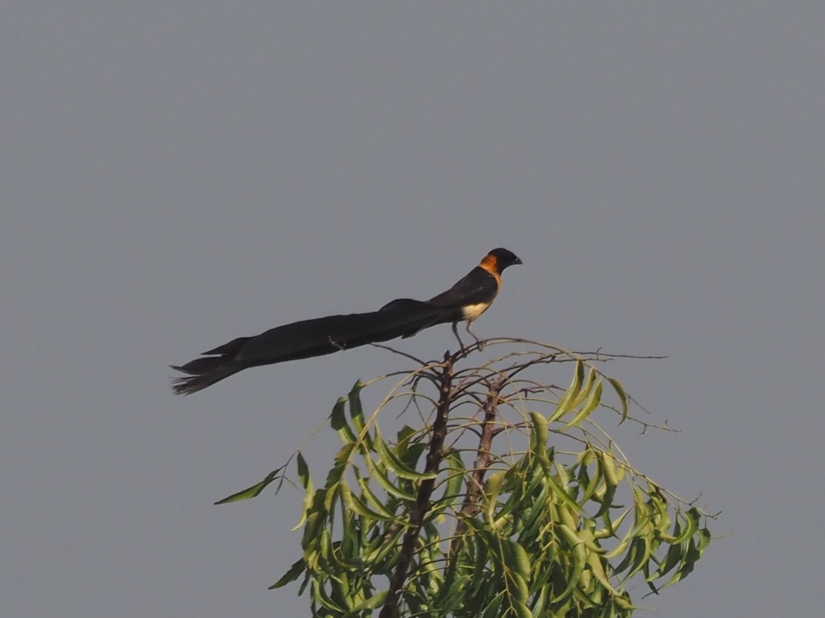 Exclamatory Paradise-Whydah - ML615094146