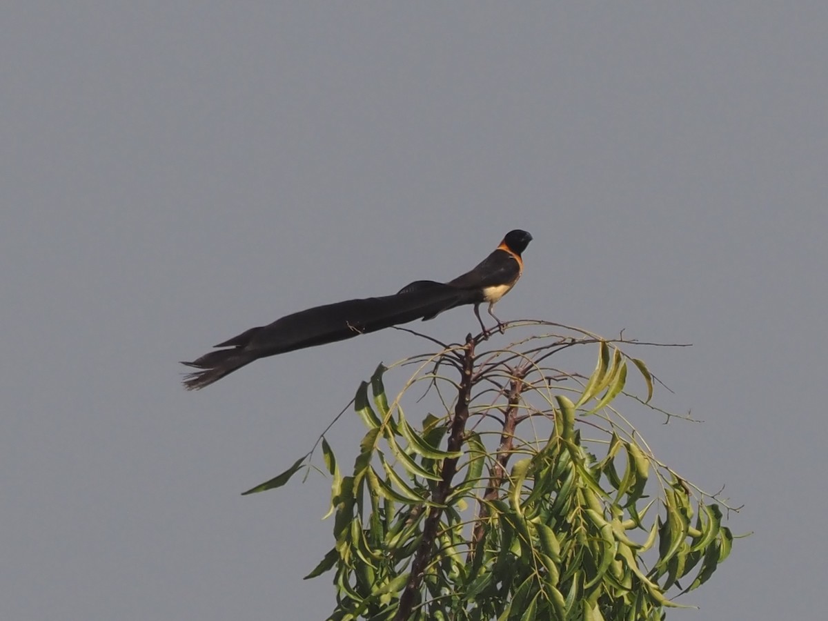 Exclamatory Paradise-Whydah - ML615094147