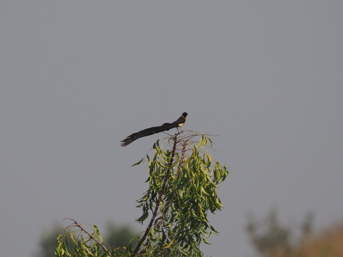 Exclamatory Paradise-Whydah - ML615094148