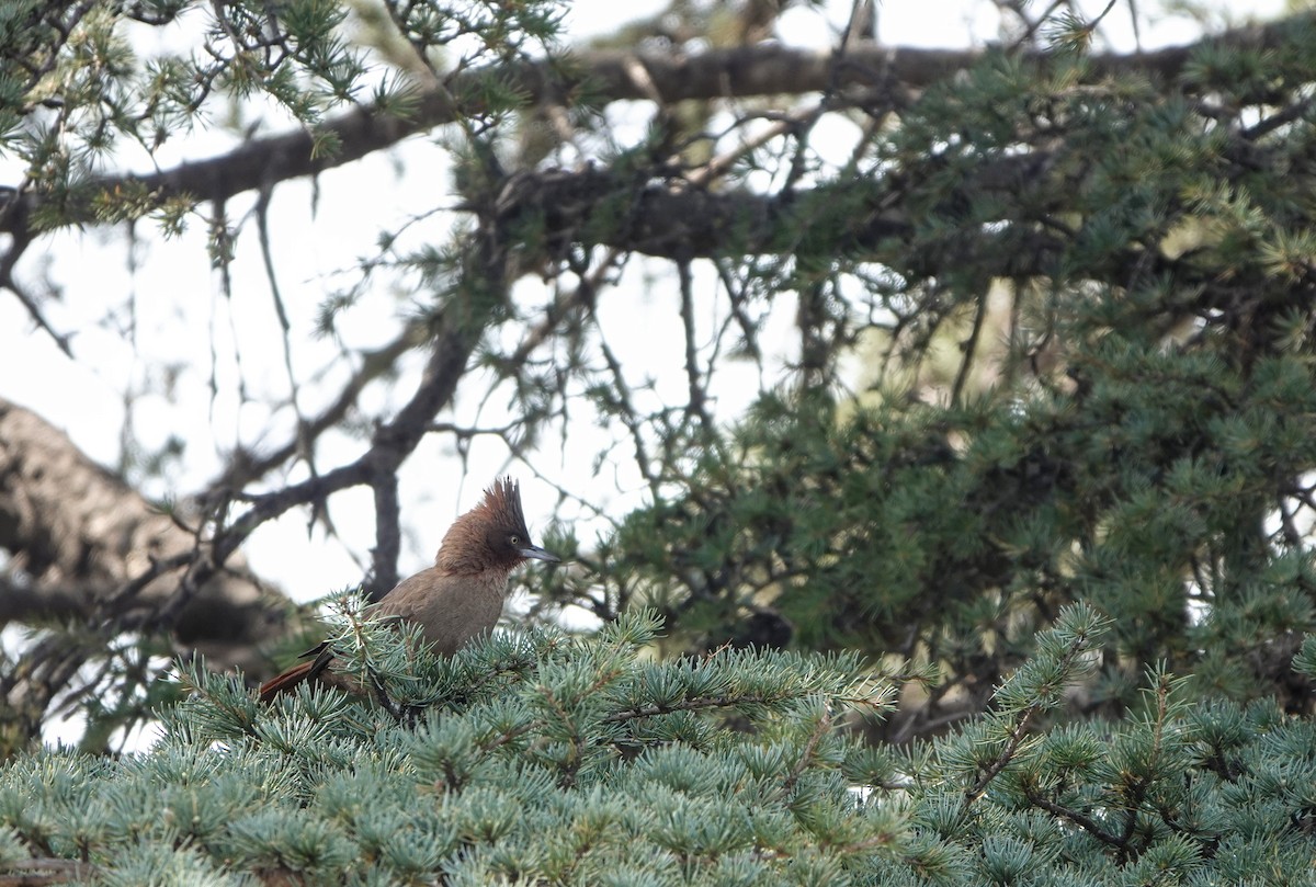 Brown Cacholote - Michele Reyes