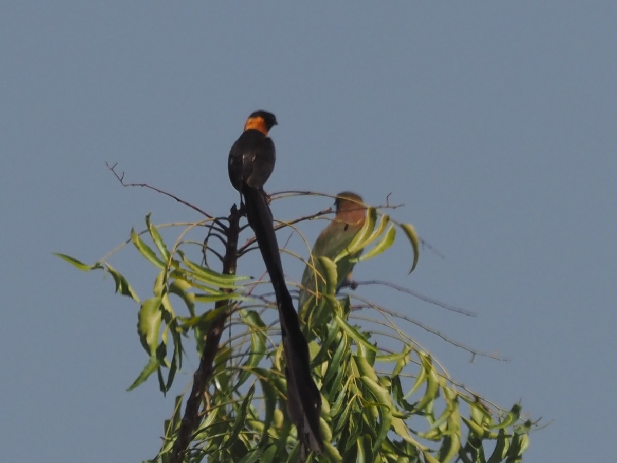 Exclamatory Paradise-Whydah - ML615094210