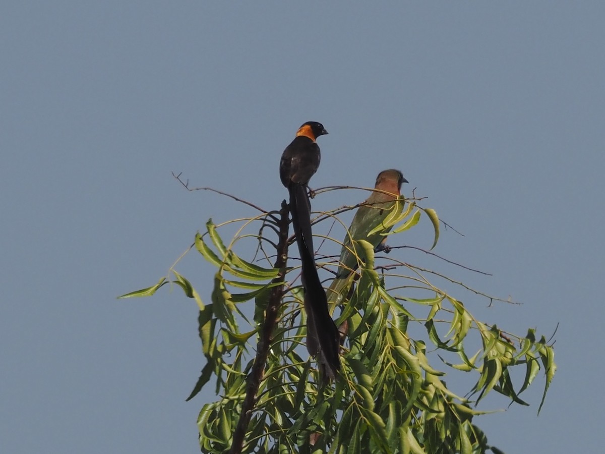 Exclamatory Paradise-Whydah - ML615094211