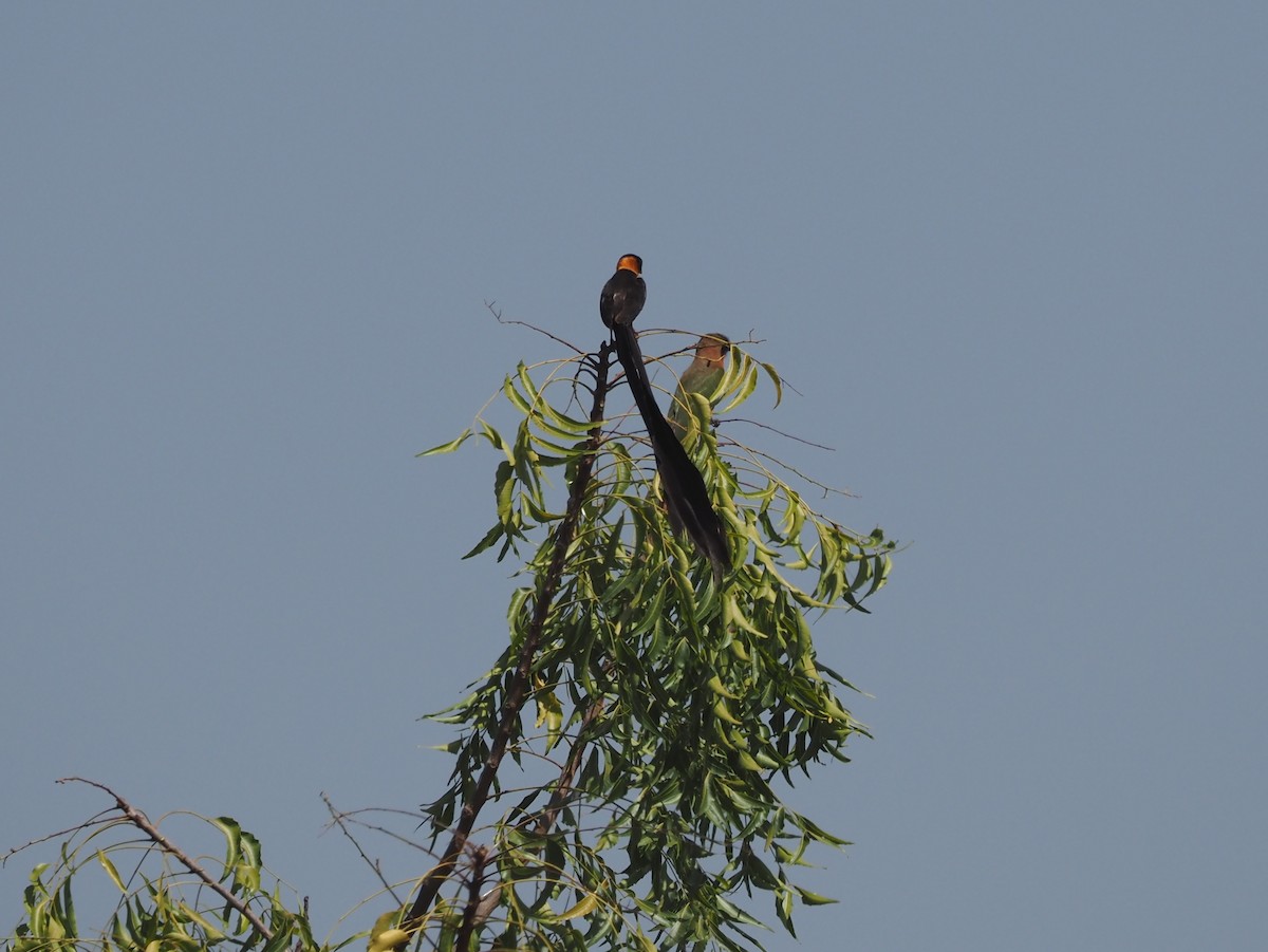 Exclamatory Paradise-Whydah - ML615094212