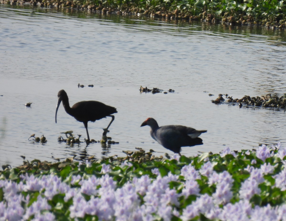 Glossy Ibis - ML615094266