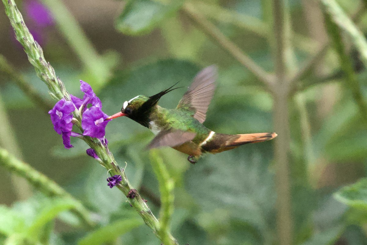 White-crested Coquette - ML615094283