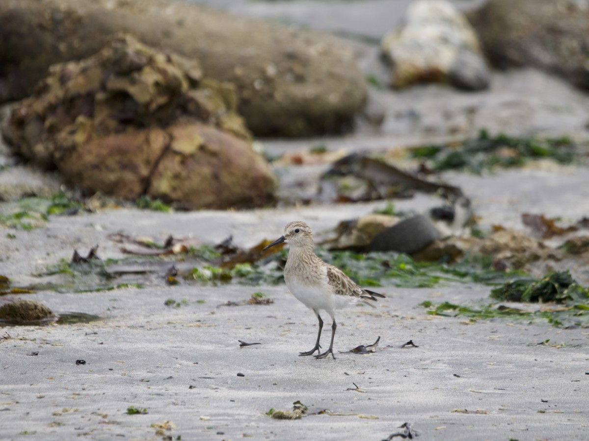 Baird's Sandpiper - ML615094287