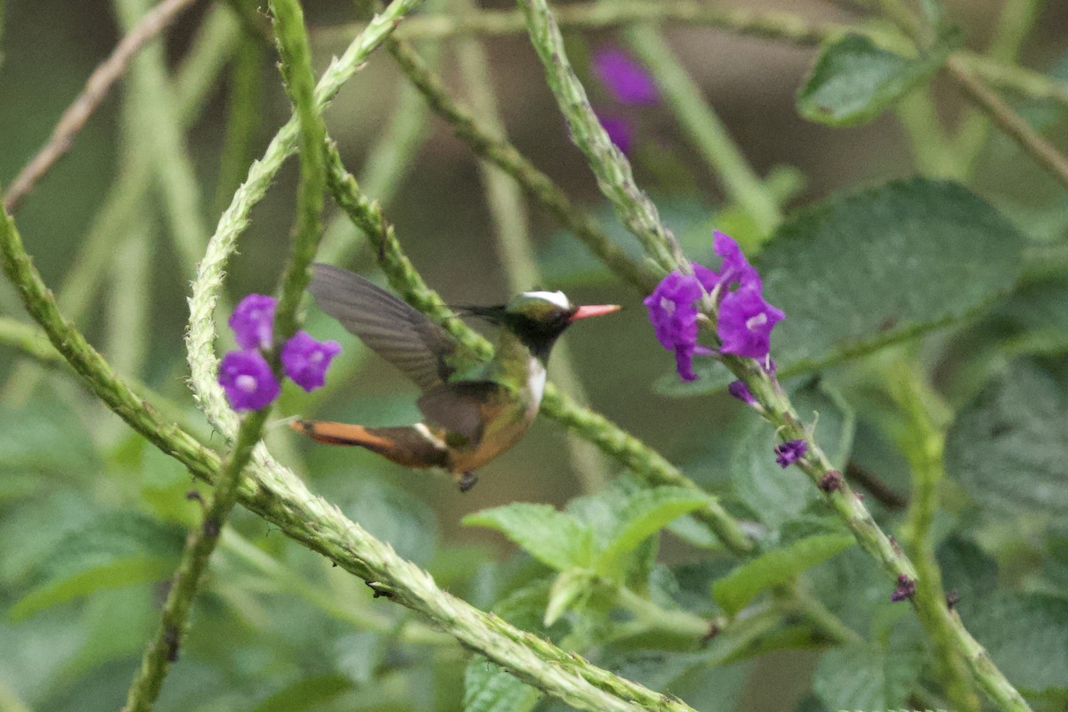 White-crested Coquette - ML615094289