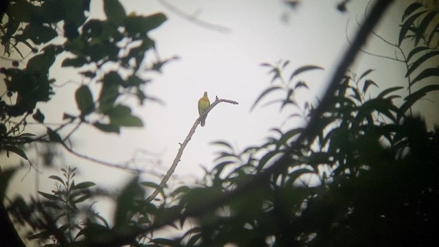 Orange-breasted Green-Pigeon - ML615094409