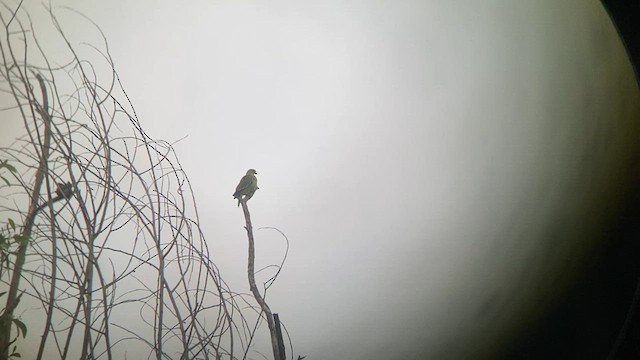 Orange-breasted Green-Pigeon - ML615094410