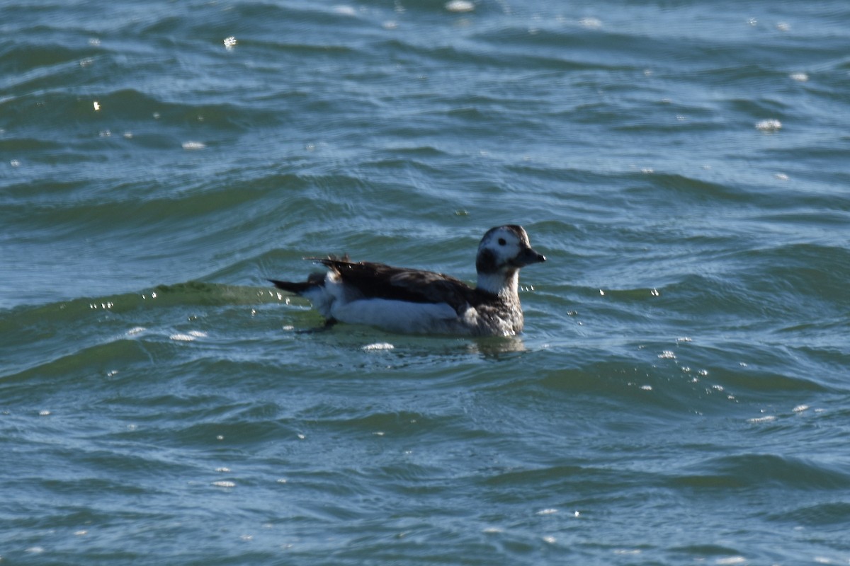 Long-tailed Duck - Javier Vera Cabrera