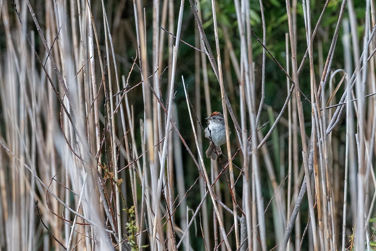 Swamp Sparrow - ML615094452