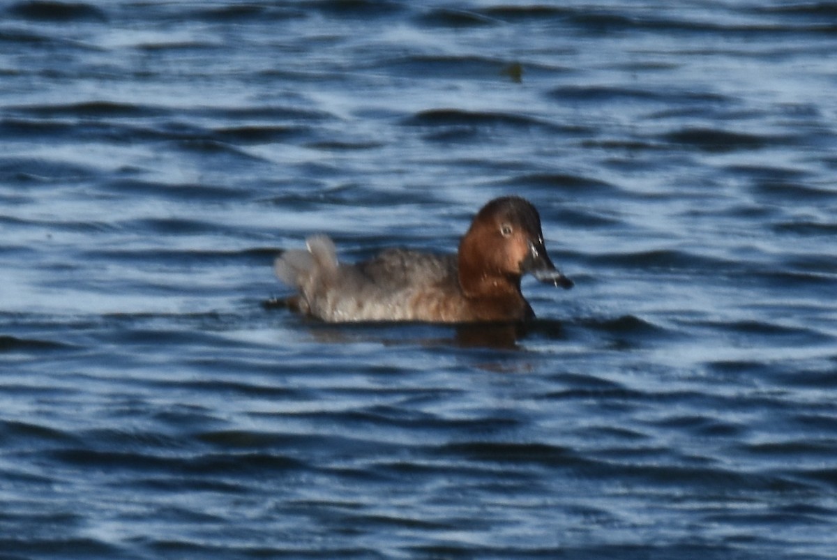 Common Pochard x Ferruginous Duck (hybrid) - ML615094507