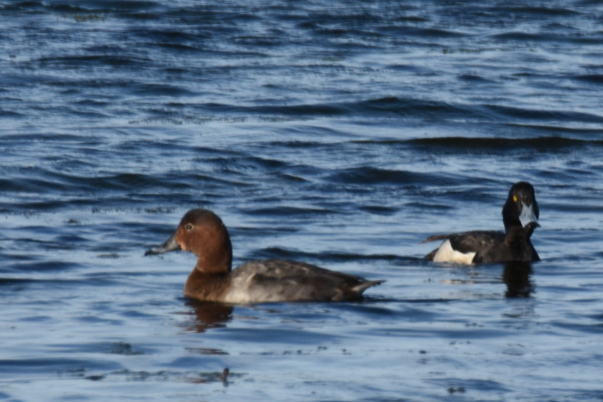 Common Pochard x Ferruginous Duck (hybrid) - ML615094508