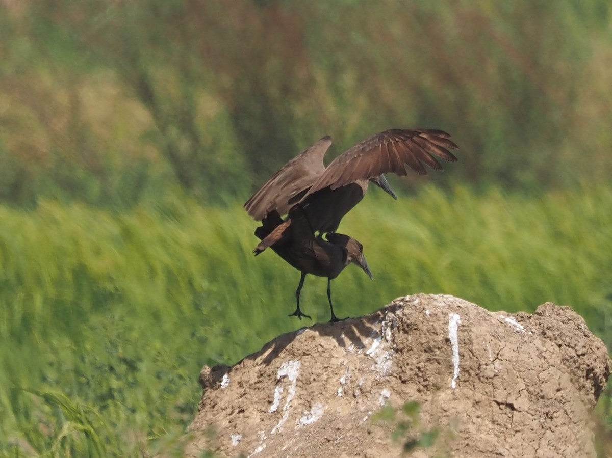 Hamerkop - Guillermo Parral Aguilar