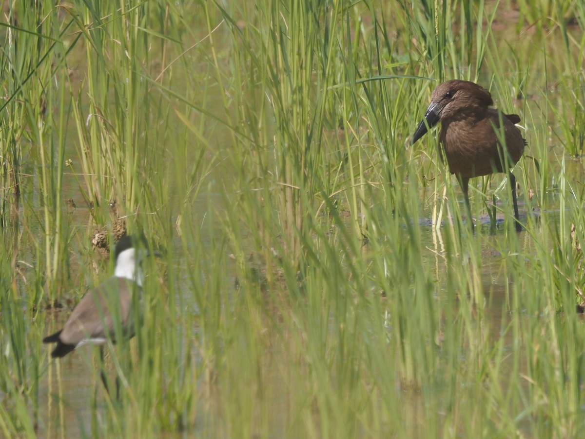 Hamerkop - Guillermo Parral Aguilar