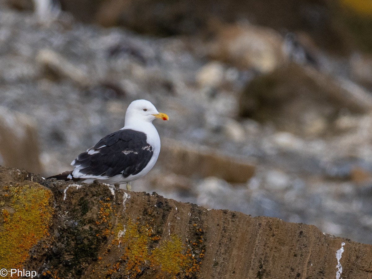 Gaviota Cocinera - ML615094577