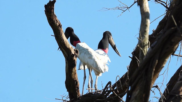 čáp jabiru - ML615094618