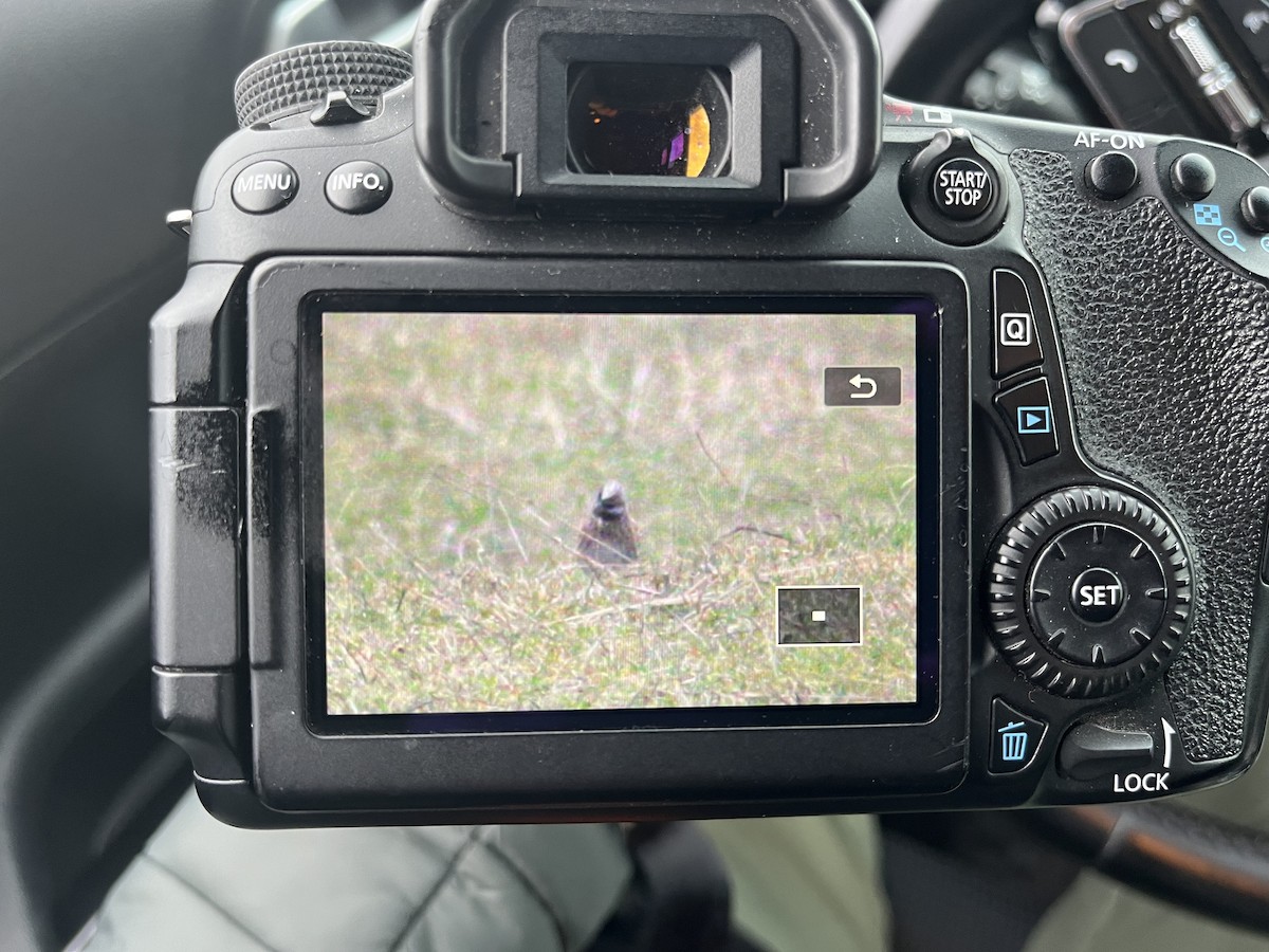 Pine Bunting - ML615094803